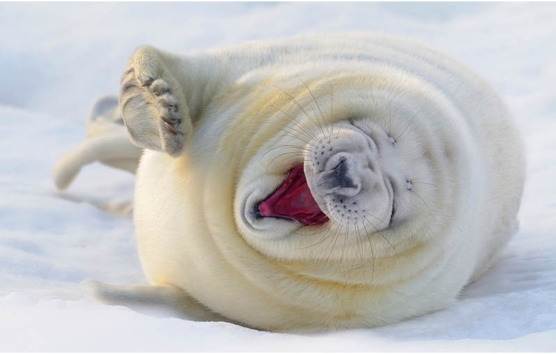 laughing-seal-rofl.jpeg